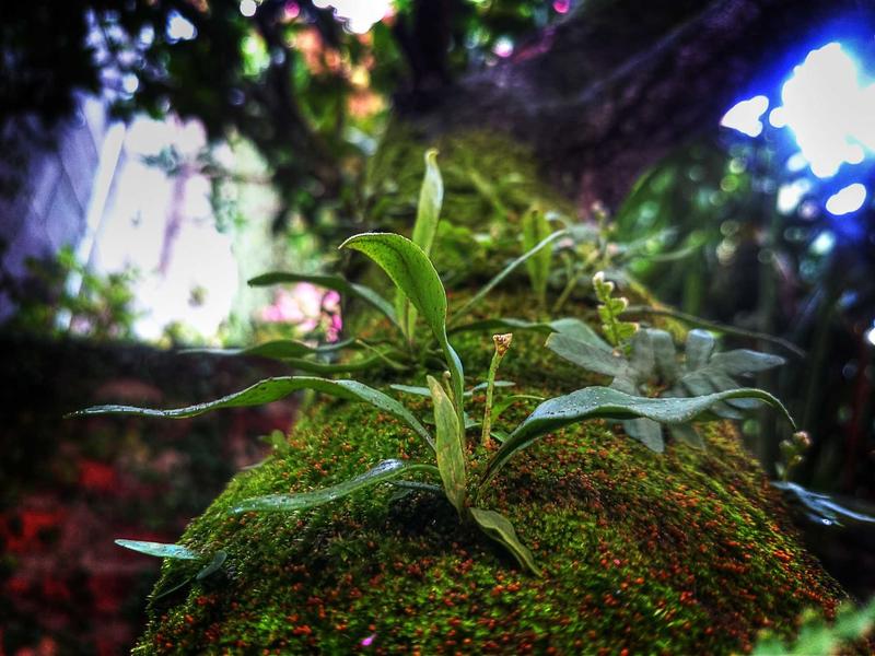 声音捕手<br>qyo4zwyv.cn 雨打芭蕉声